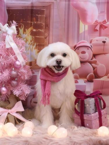 20241203あずきくん